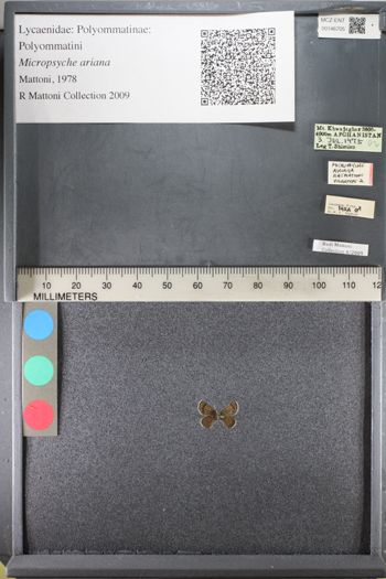 Media type: image;   Entomology 146705